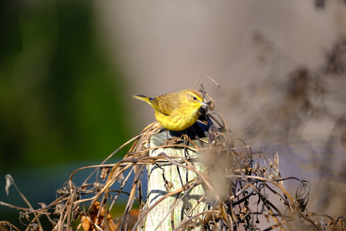 Palm Warbler - ML645718325