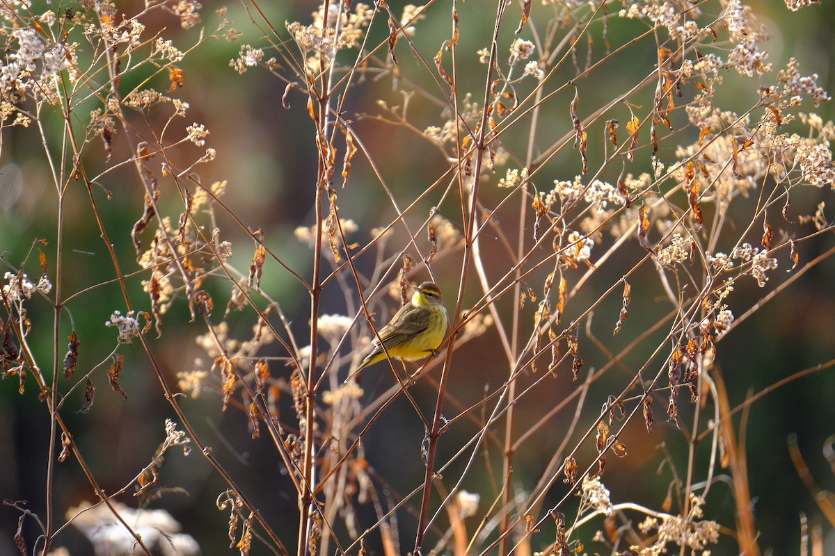 Palm Warbler - ML645718326