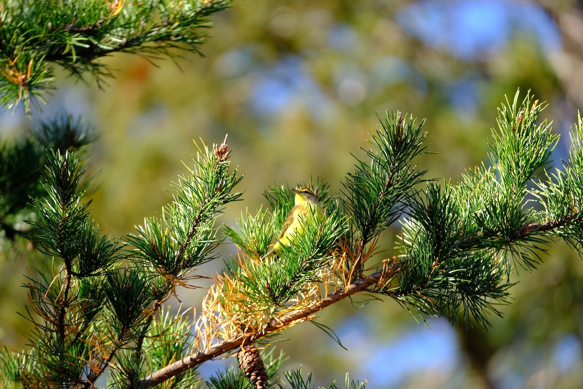 Palm Warbler - ML645718327