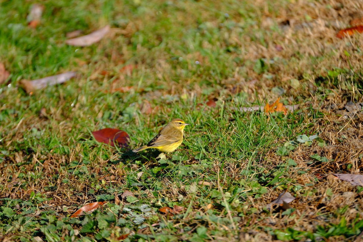 Palm Warbler - ML645718328