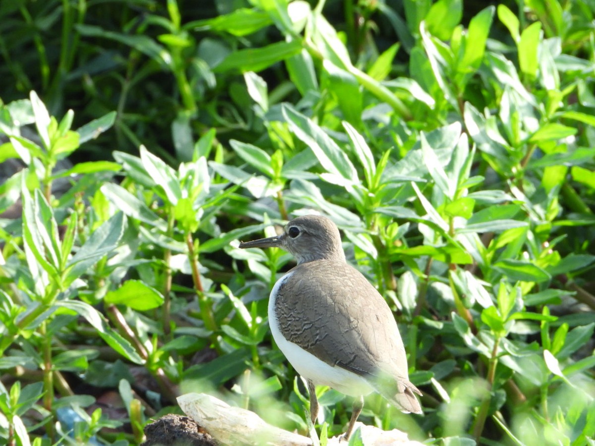 Перевозчик - ML645718342