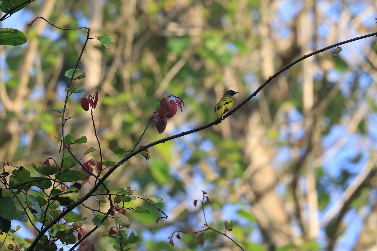 Черноголовый бюльбюль - ML645718344