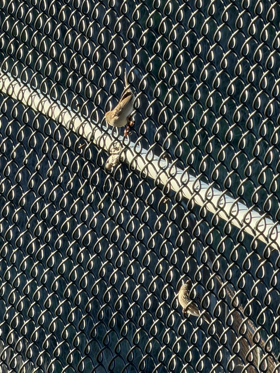 Белобровая овсянка - ML645718347