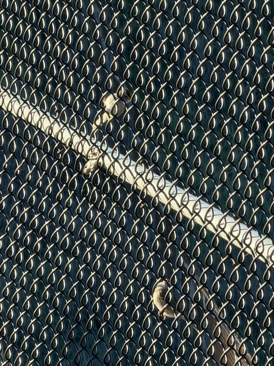 Белобровая овсянка - ML645718348