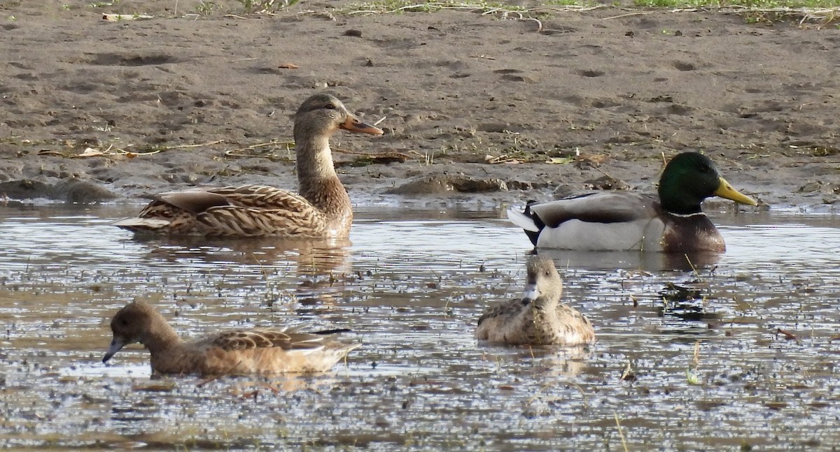 Кряква - ML645718349