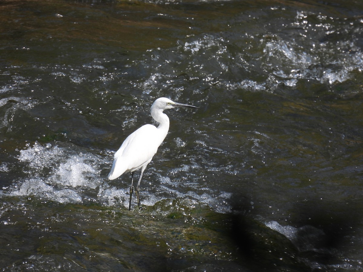 Малая белая цапля - ML645718351