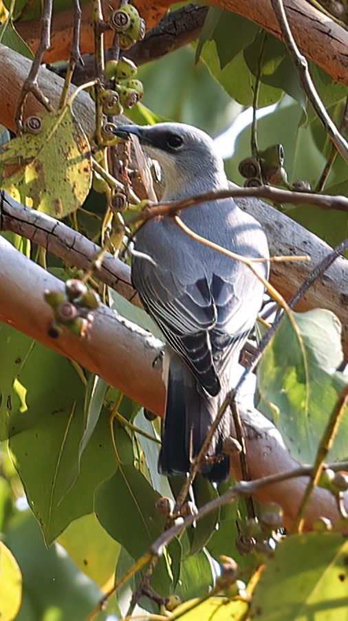 Белобрюхий воронец - ML645718352