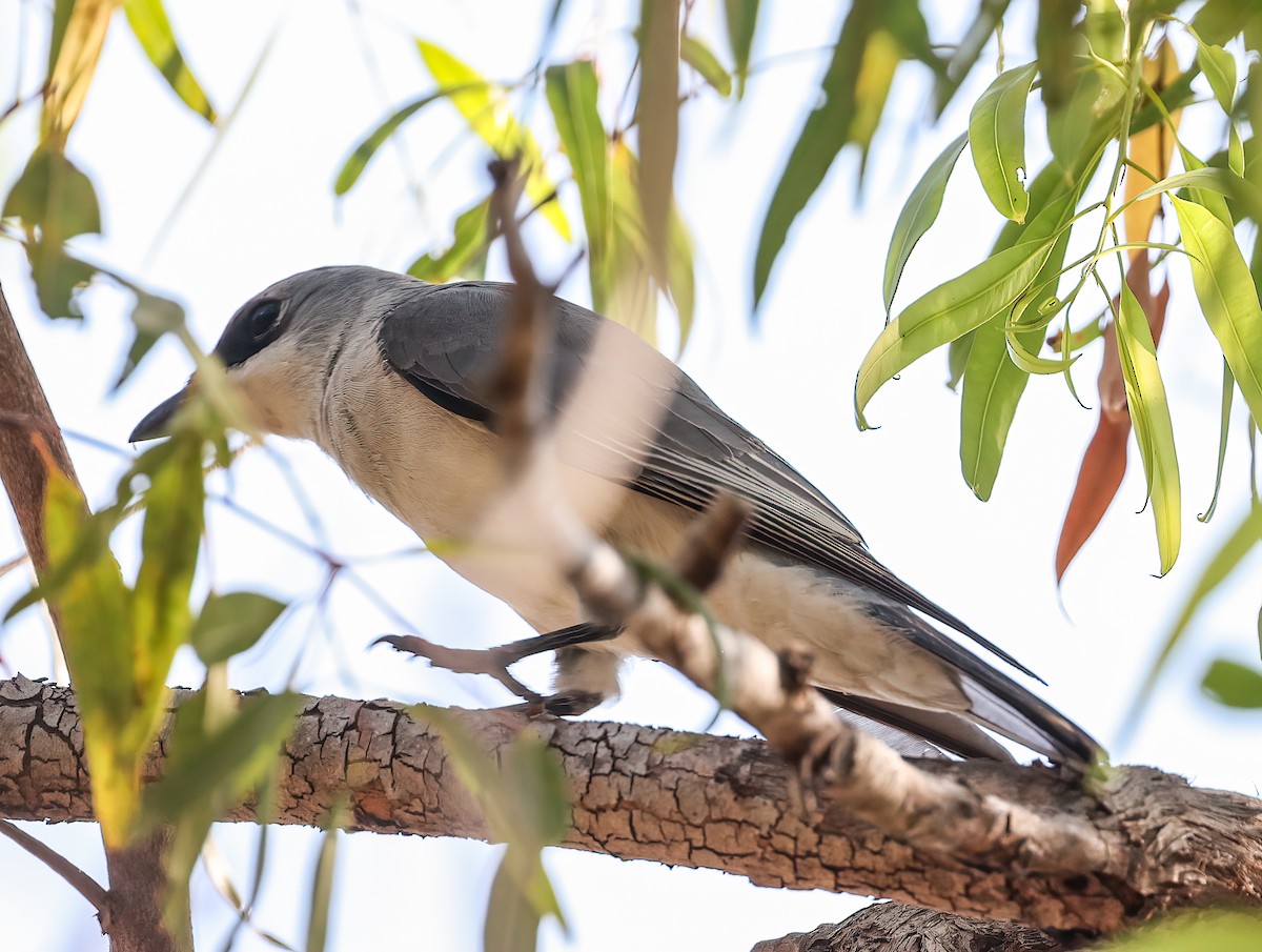 Белобрюхий воронец - ML645718353