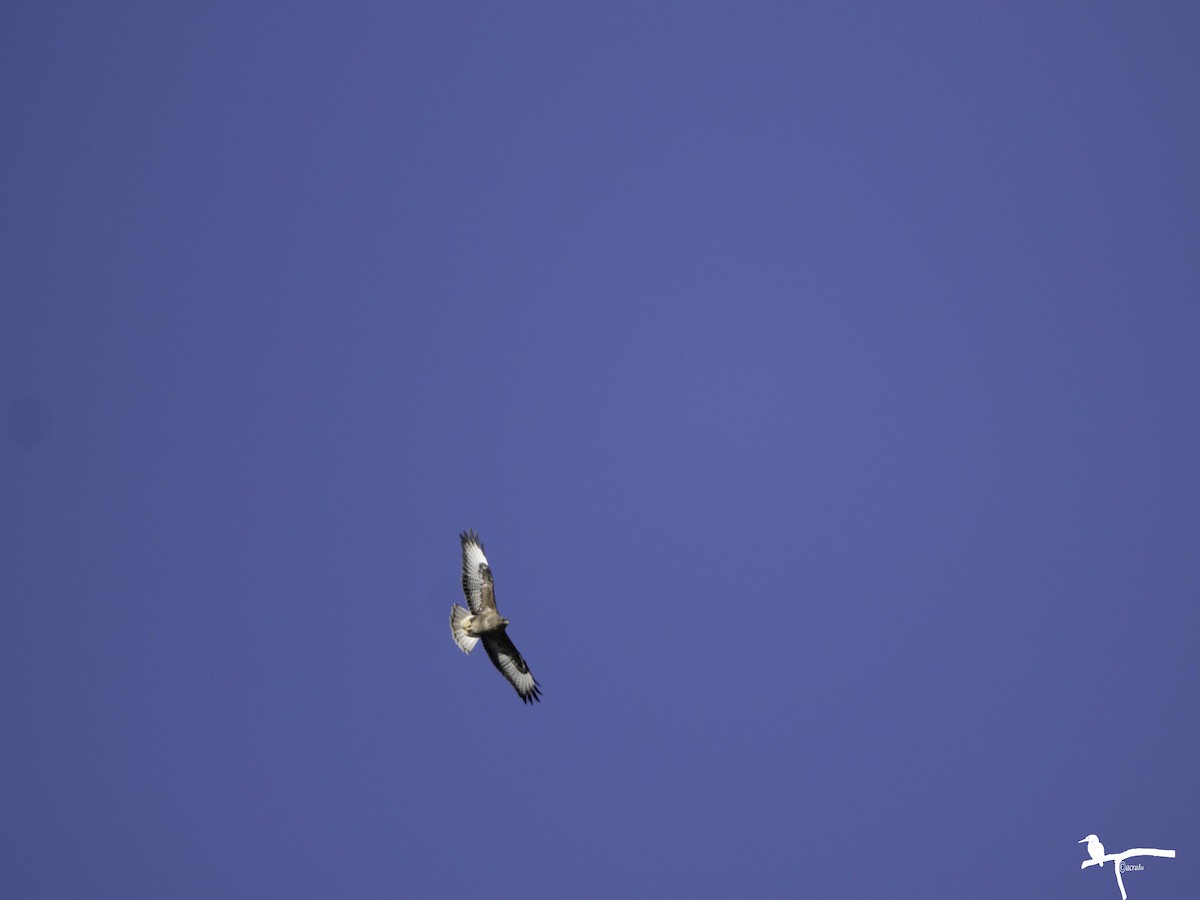 Канюк - ML645718354