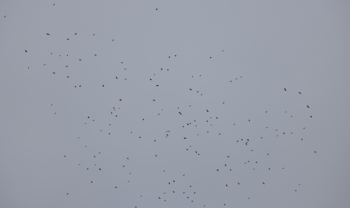 Американский чиж - ML645718357