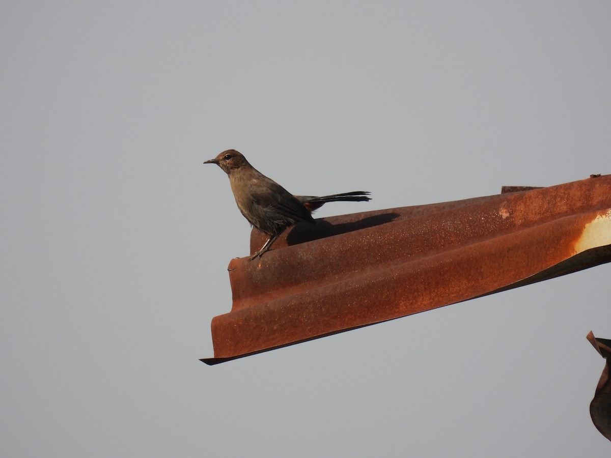 Рыжегузый шама - ML645718358