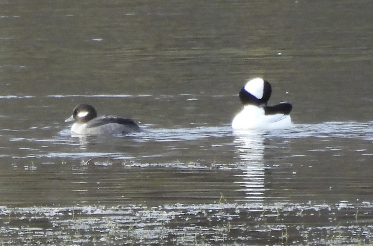 Гоголь-головастик - ML645718359