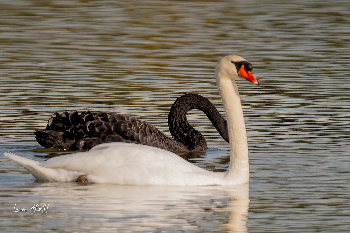 Лебедь-шипун - ML645718361
