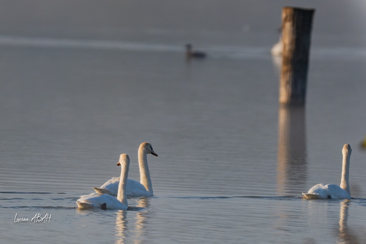 Лебедь-шипун - ML645718362