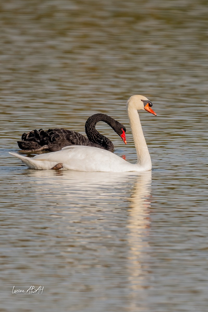 Лебедь-шипун - ML645718363