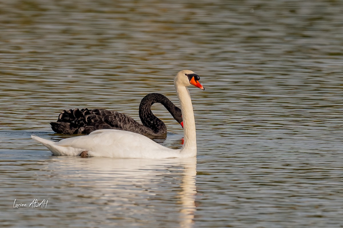 Лебедь-шипун - ML645718364