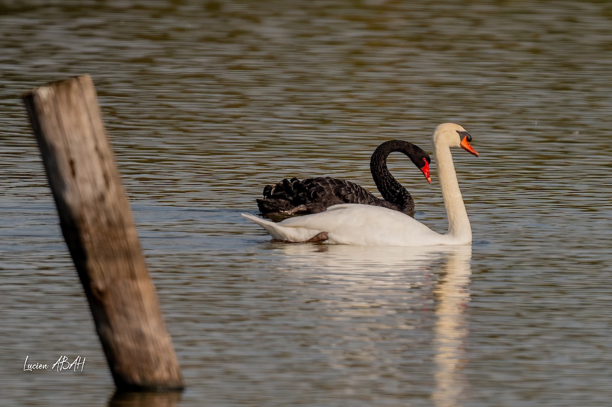 Лебедь-шипун - ML645718365