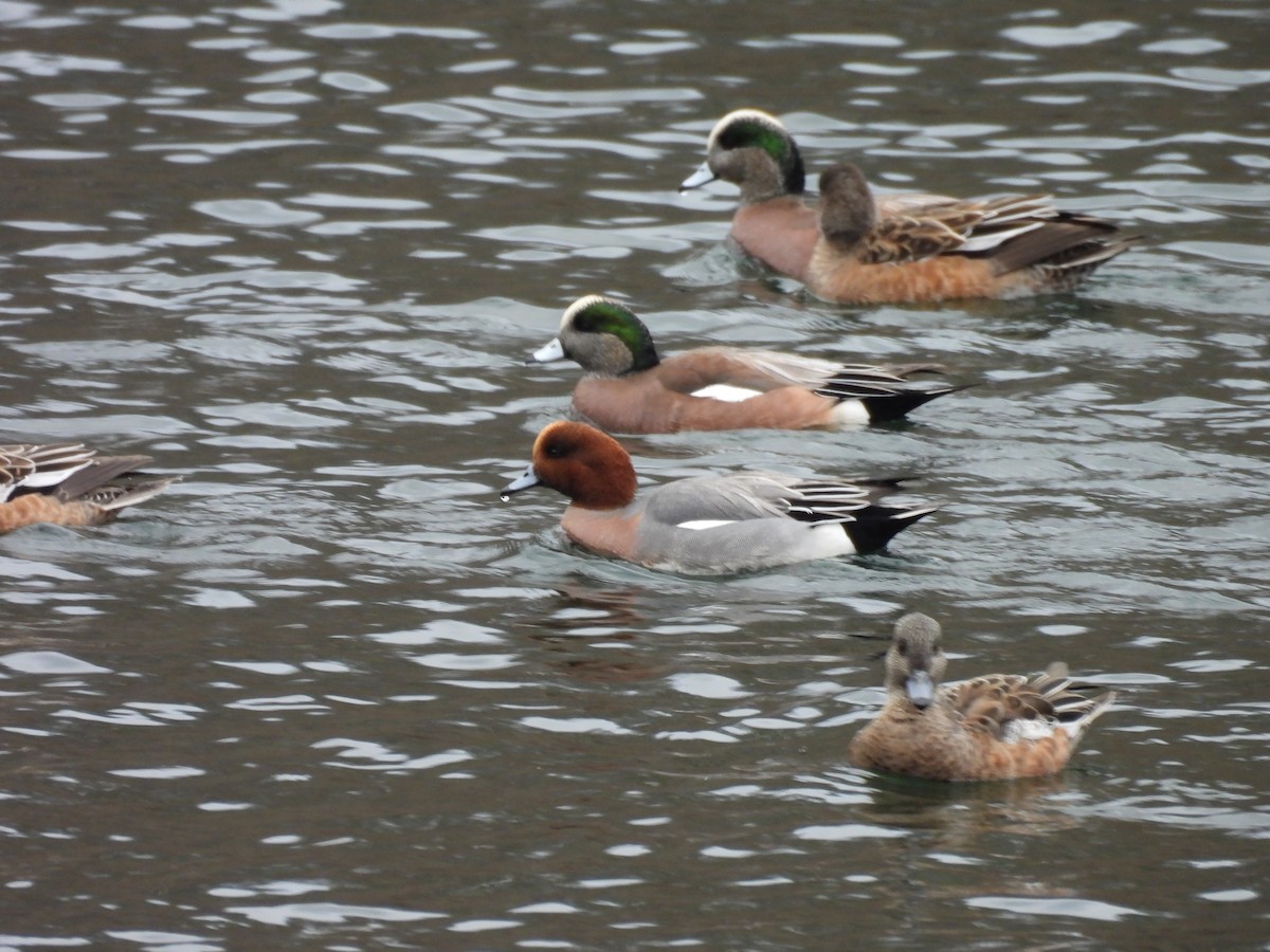 Свиязь - ML645718368