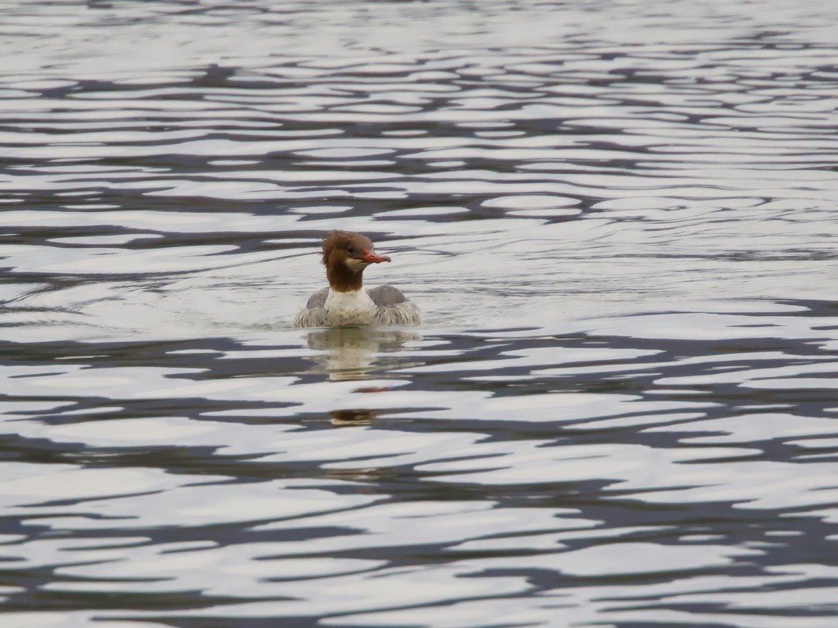 Большой крохаль - ML645718369