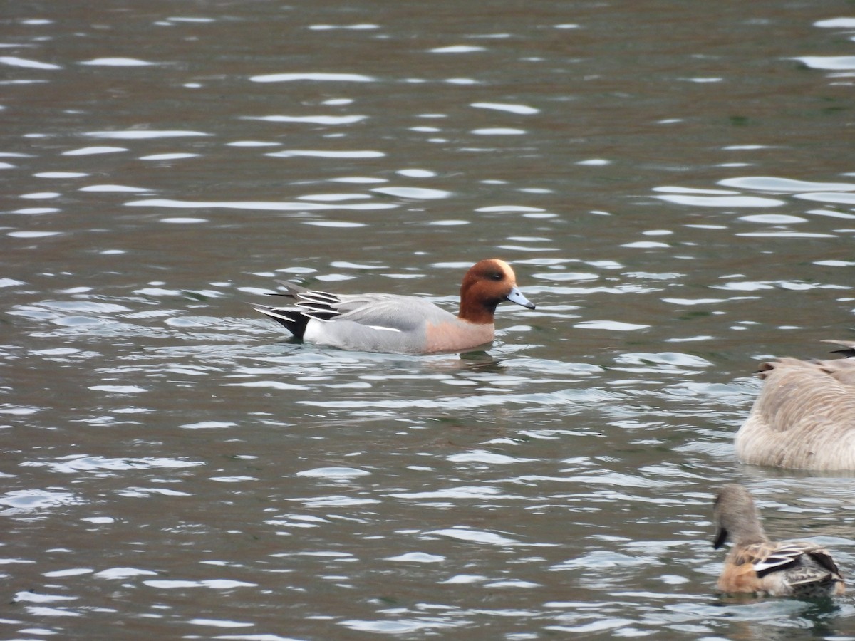 Свиязь - ML645718370