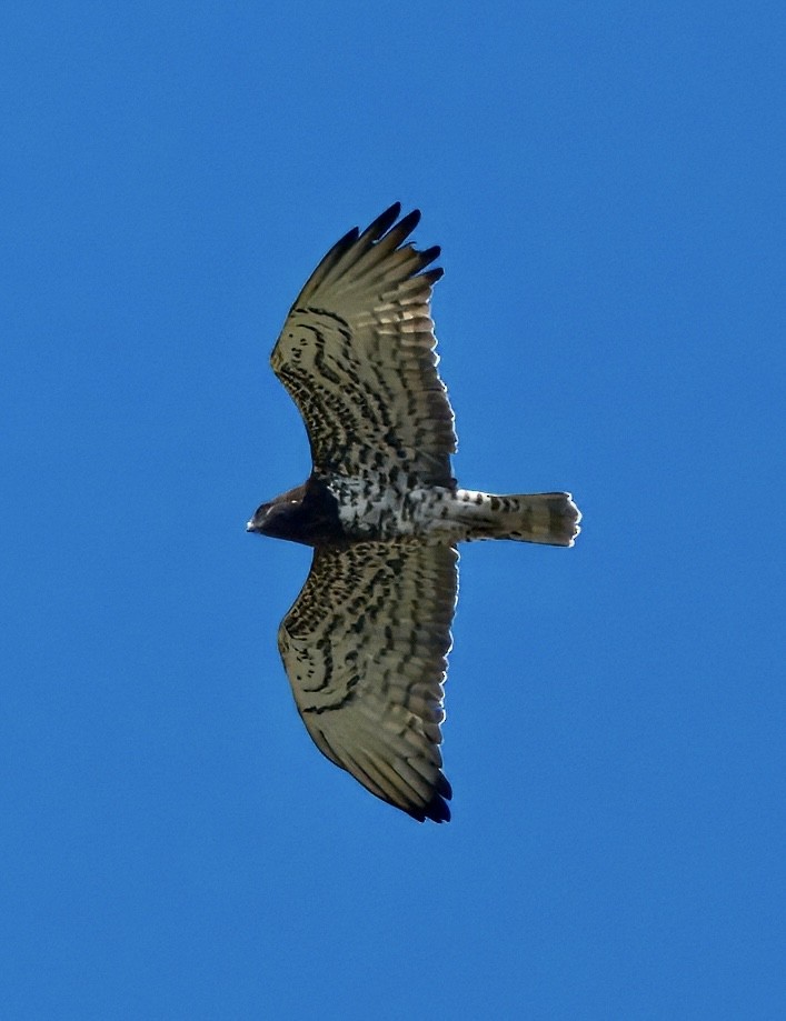 Змееяд - ML645718373