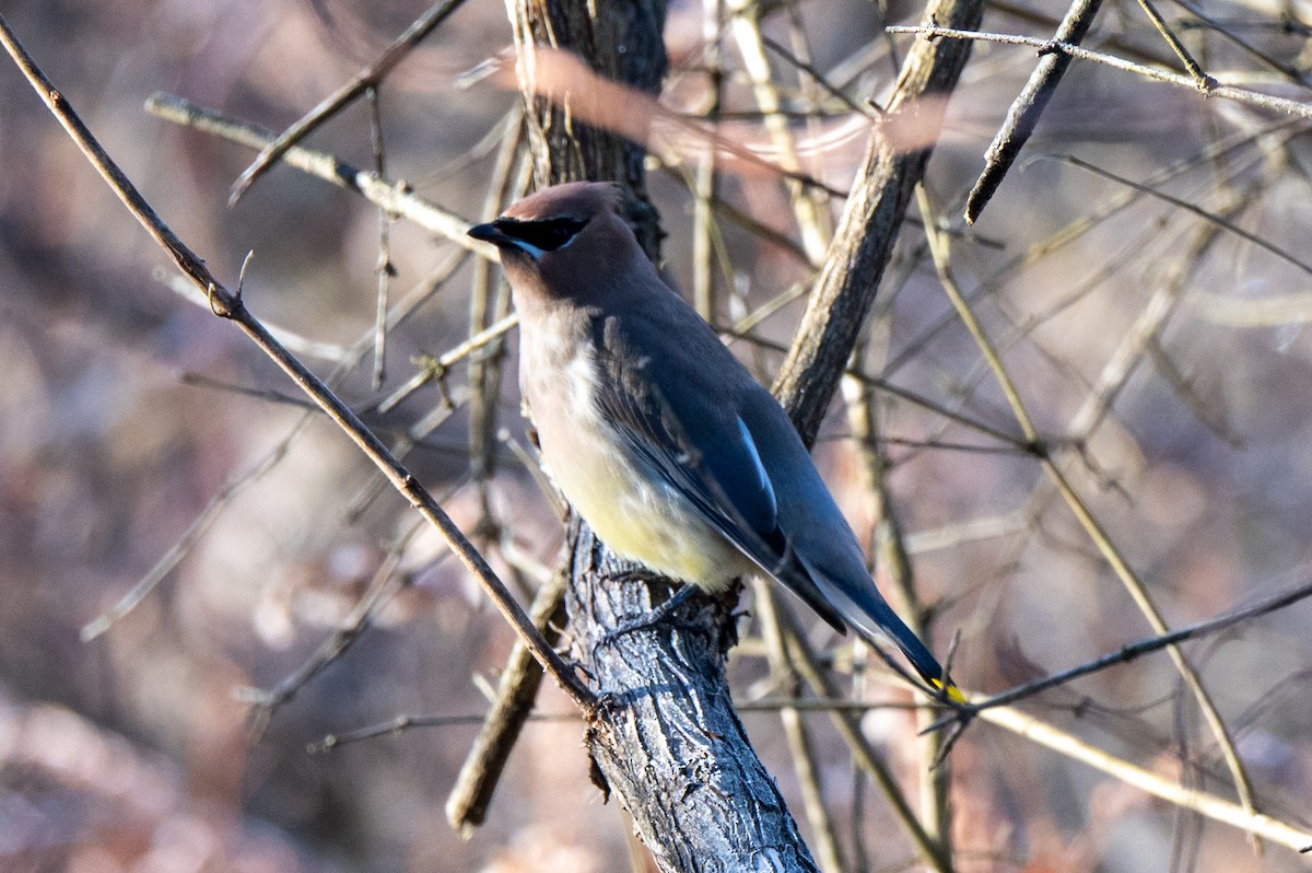 Кедровый свиристель - ML645718374