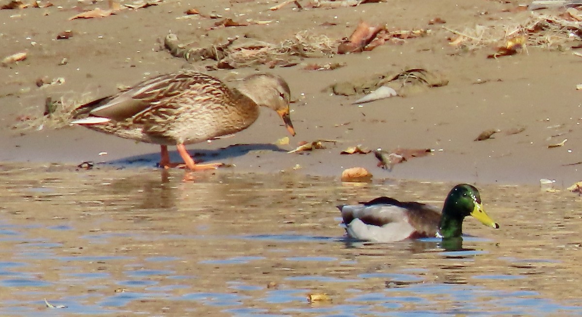 Кряква - ML645718375