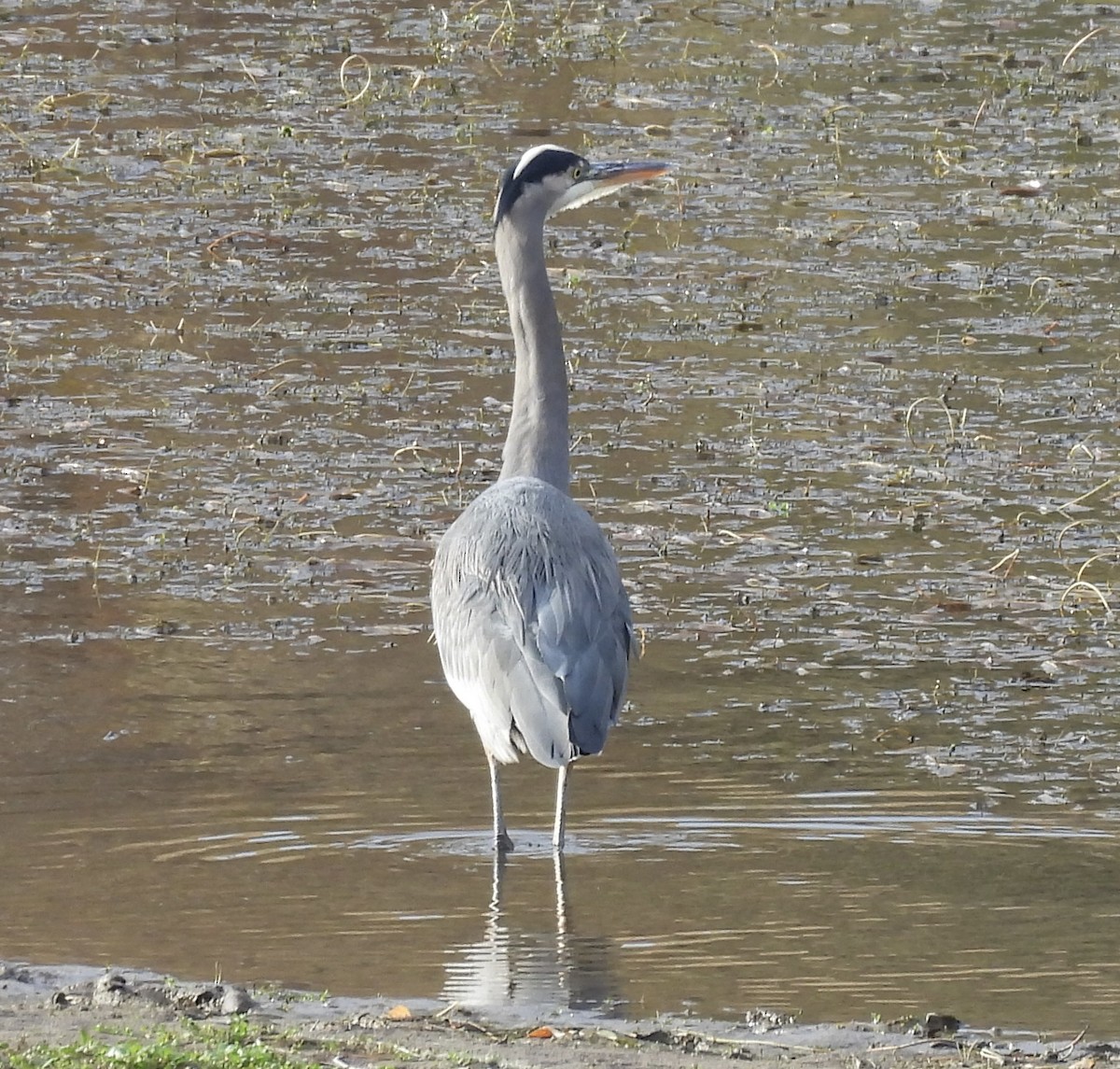 Большая голубая цапля - ML645718376