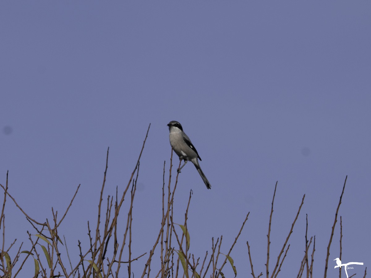 Пиренейский сорокопут - ML645718377