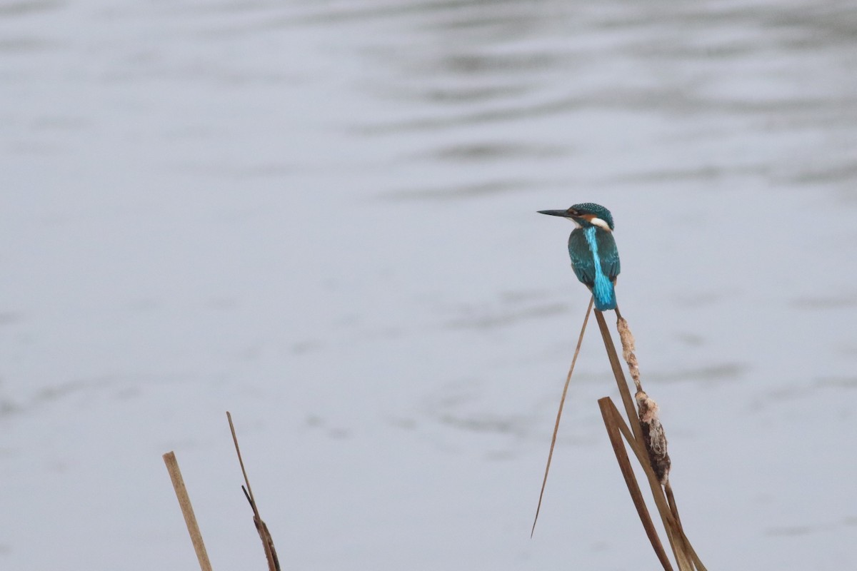 Зимородок - ML645718378