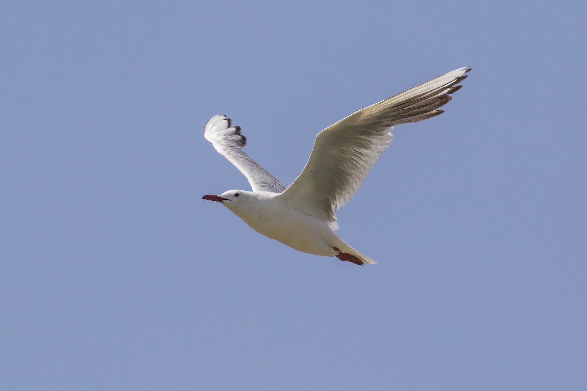 Slender-billed Gull - ML645718385