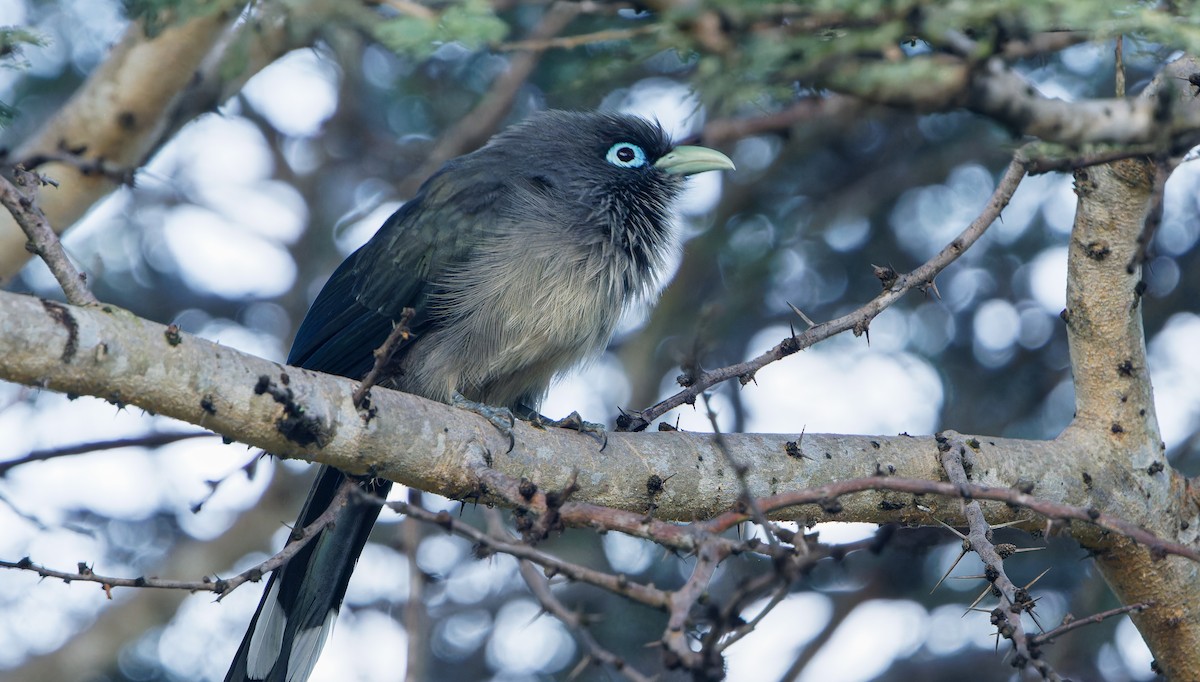 Синеглазая малкоа - ML645718386