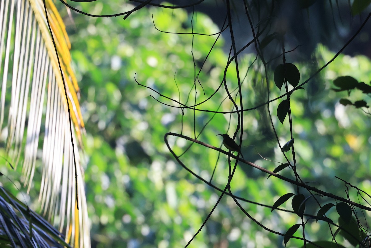 Little Spiderhunter - ML645718388