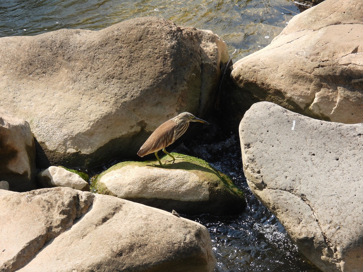 Indian Pond-Heron - ML645718399