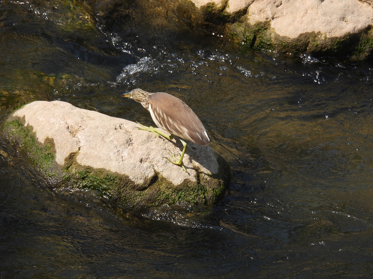 Indian Pond-Heron - ML645718402