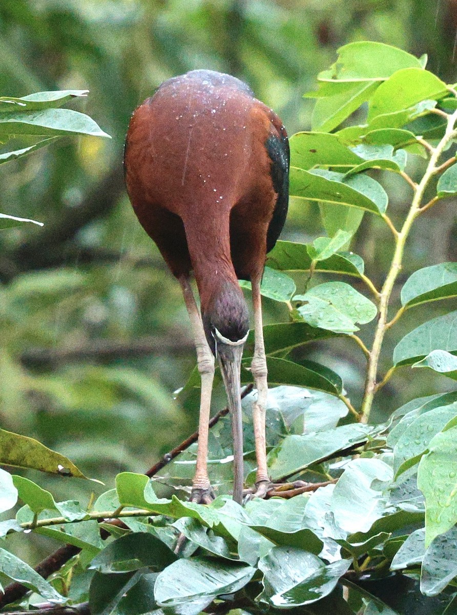 Glossy Ibis - ML645718410