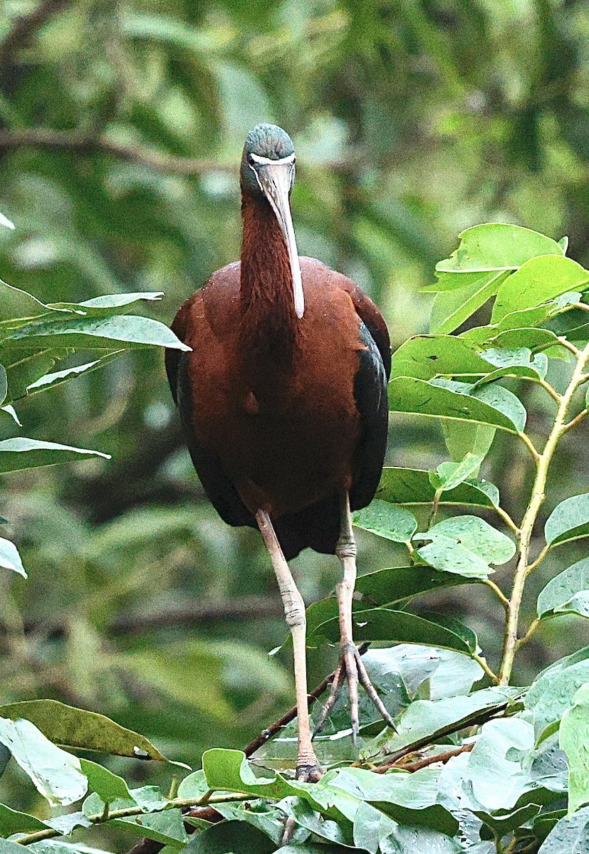 Glossy Ibis - ML645718411