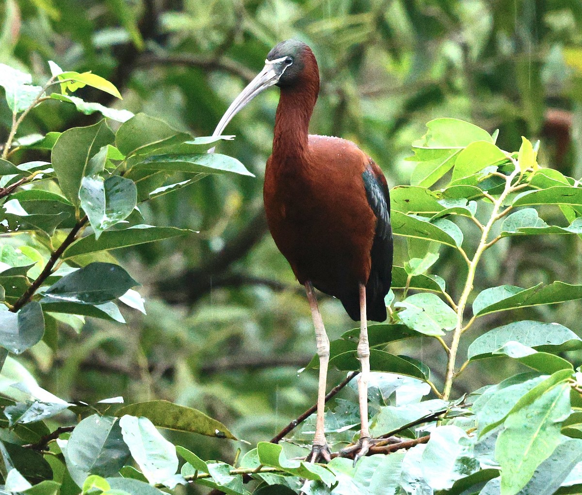Glossy Ibis - ML645718412