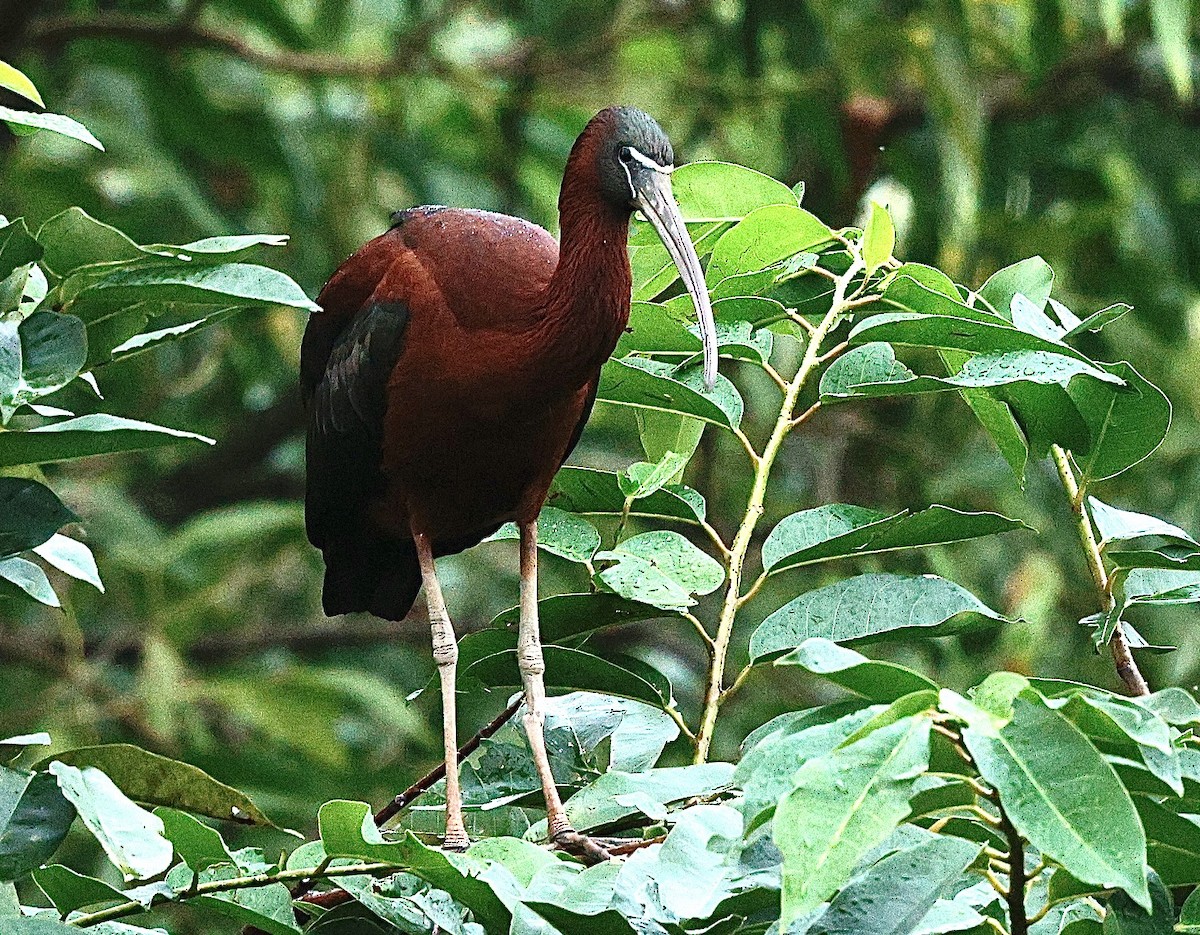 Glossy Ibis - ML645718413