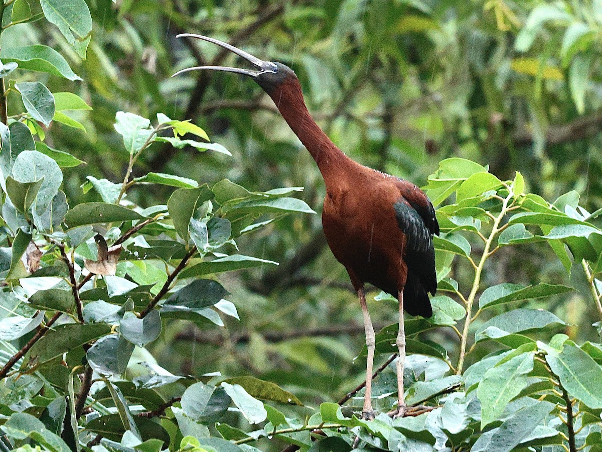 Glossy Ibis - ML645718414