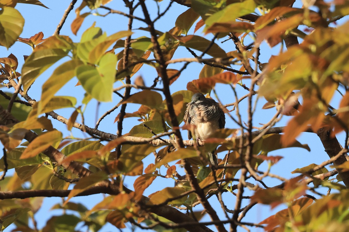 Zebra Dove - ML645718416