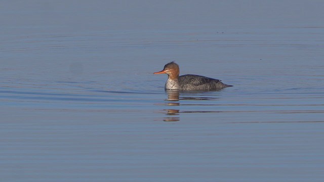 Red-breasted Merganser - ML645718420