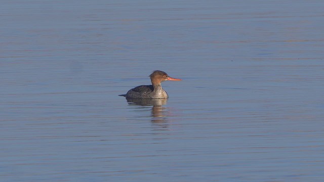 Red-breasted Merganser - ML645718421