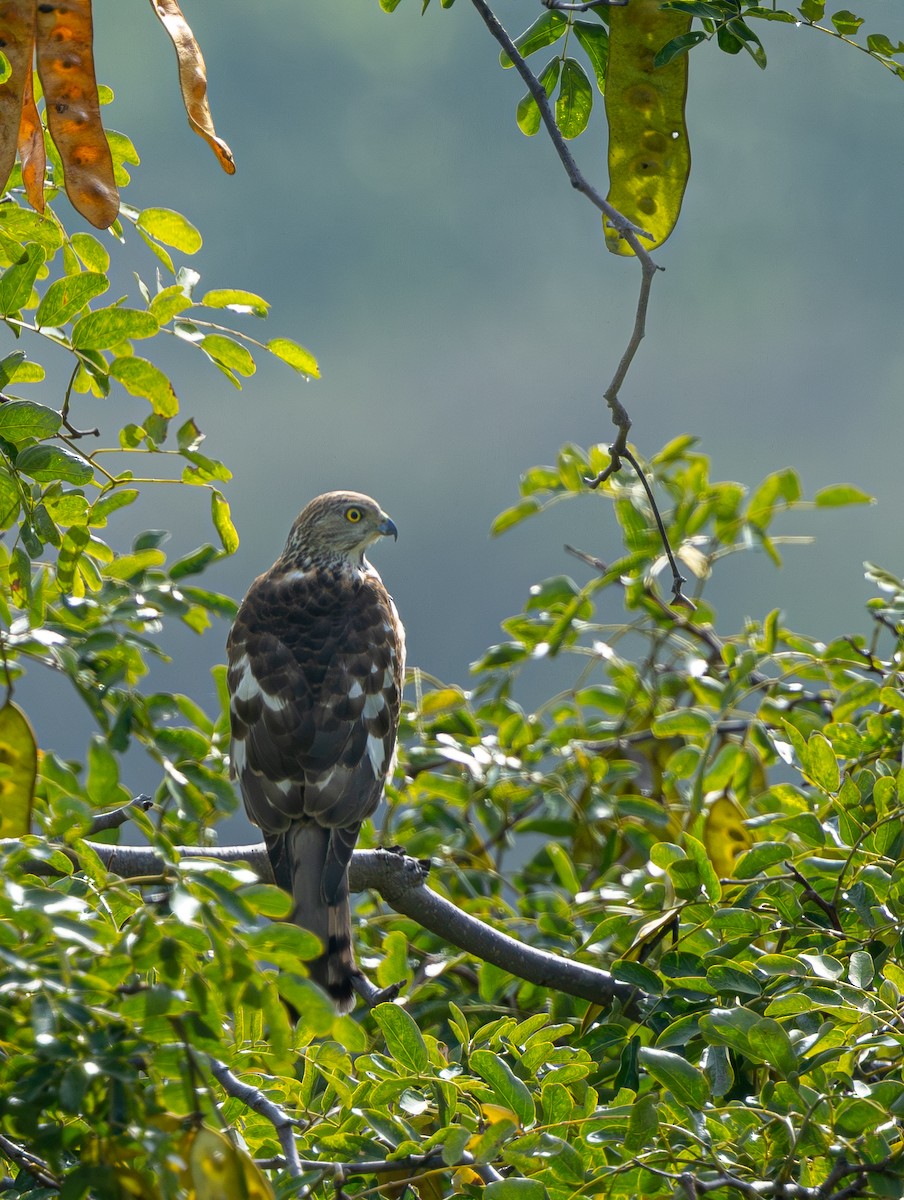 Shikra - ML645718426