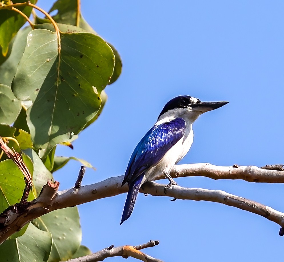 Forest Kingfisher - ML645718428
