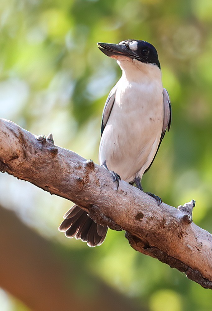 Forest Kingfisher - ML645718429