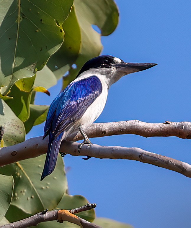 Forest Kingfisher - ML645718430