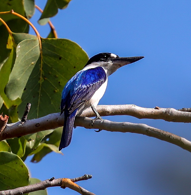 Forest Kingfisher - ML645718432