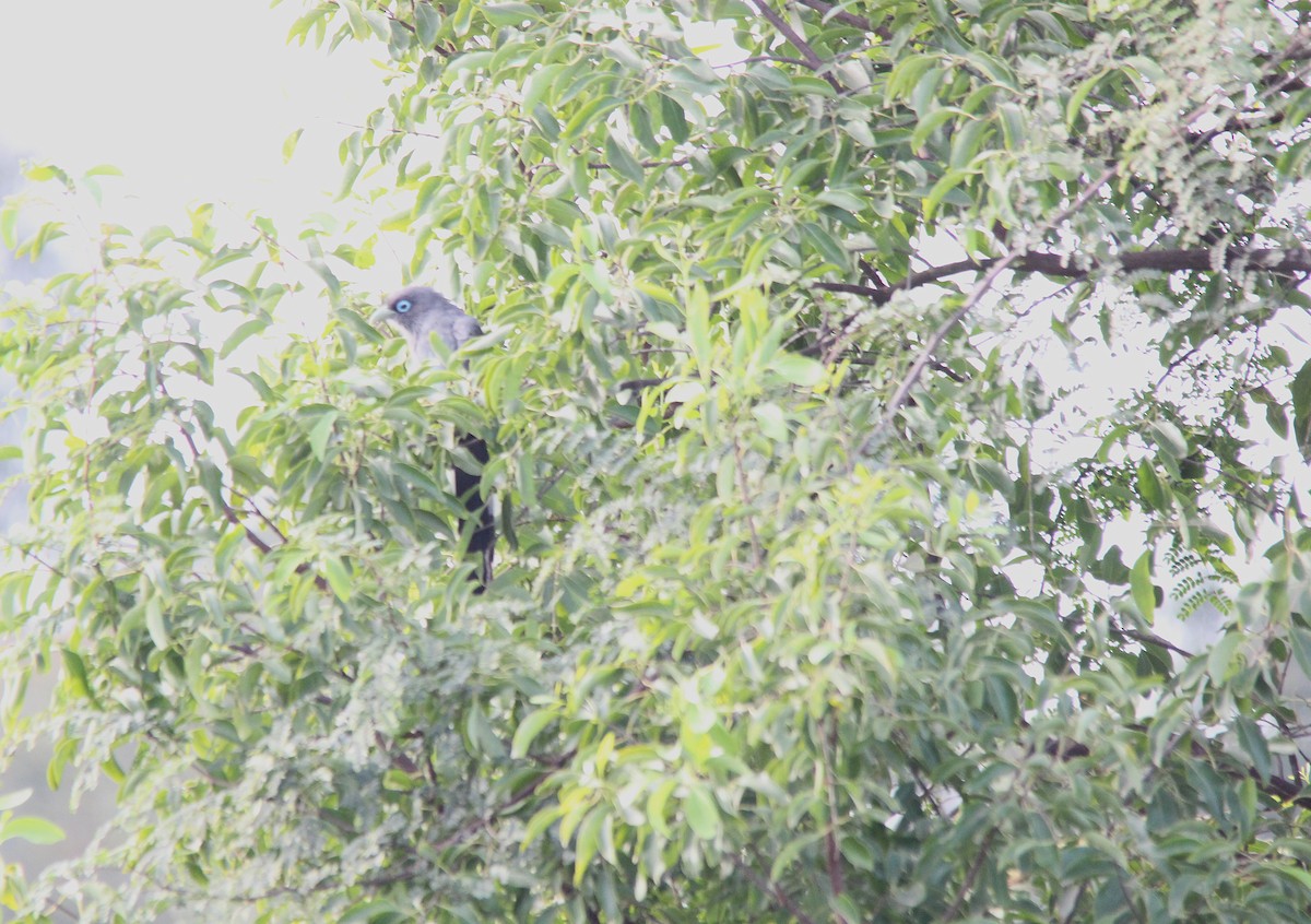 Синеглазая малкоа - ML645718448