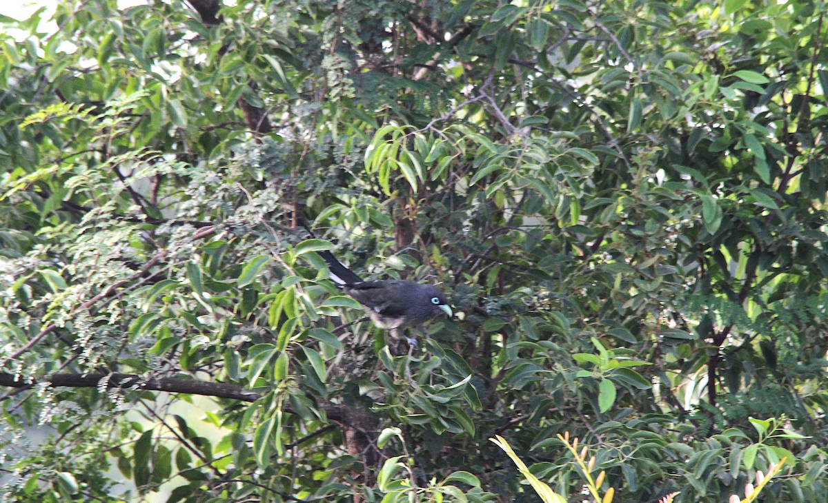 Синеглазая малкоа - ML645718449